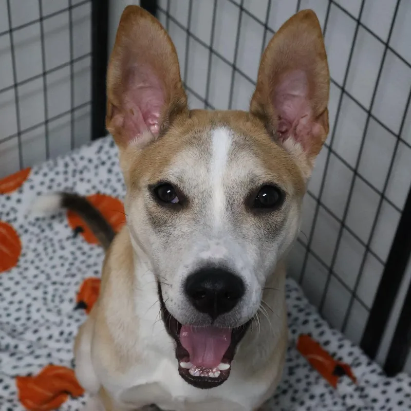 A young small-sized male Yellow / Tan / Blond / Fawn Terrier dog named Ajax for adoption in San Antonio, TX