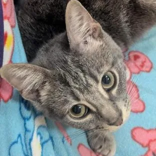 A baby medium-sized female Tabby (Gray / Blue / Silver) Domestic Short Hair cat named Primrose for adoption in Liverpool, TX