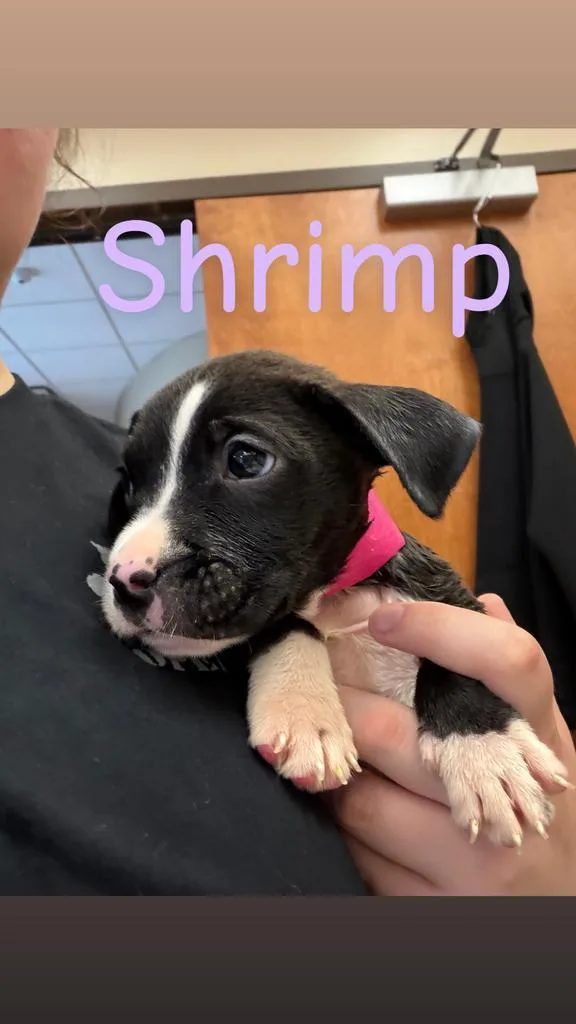 Shrimp thumbnail 4