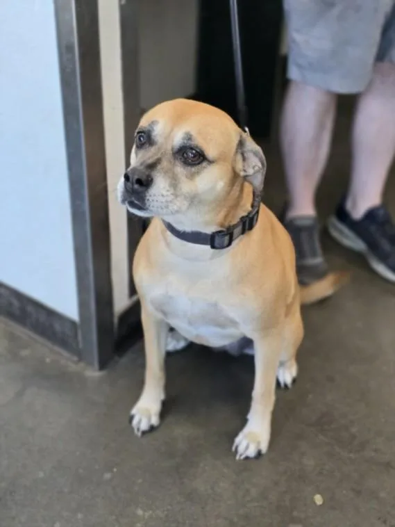 An adult medium-sized female Mixed Breed dog named Jazmin for adoption in Chatsworth, CA