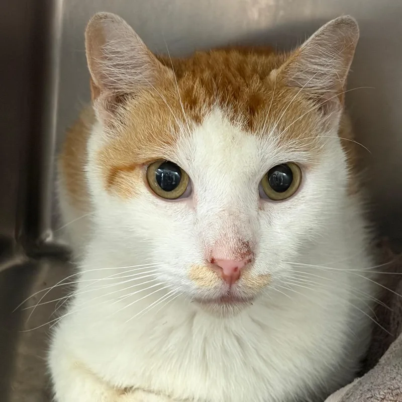 A baby large-sized male White Domestic Short Hair cat named Lorenzo for adoption in Newark, NJ