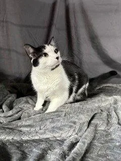 An adult medium-sized male Domestic Short Hair cat named Doodle for adoption in Apollo, PA