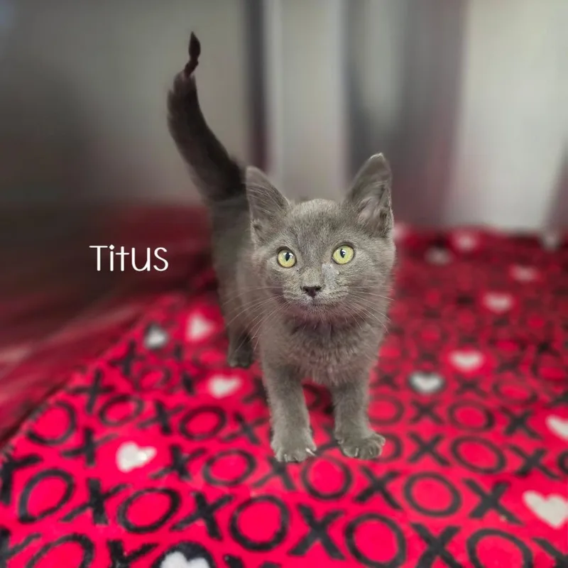 A baby small-sized male Gray / Blue / Silver Domestic Short Hair cat named Titus for adoption in Parkersburg, WV