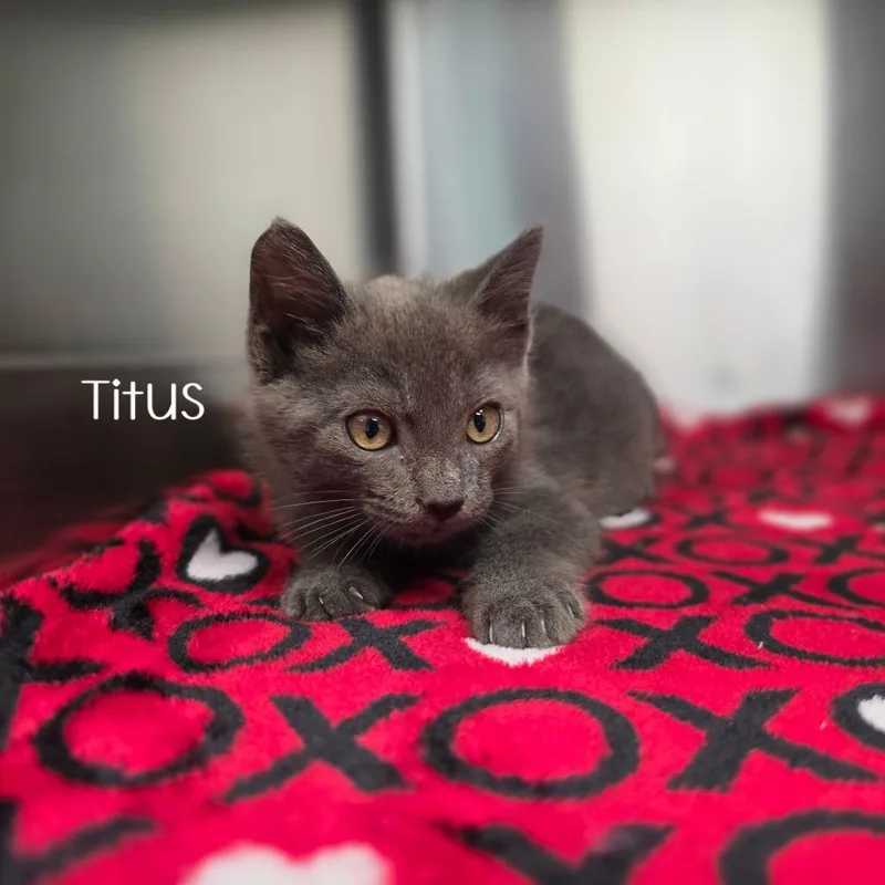 Titus thumbnail 2