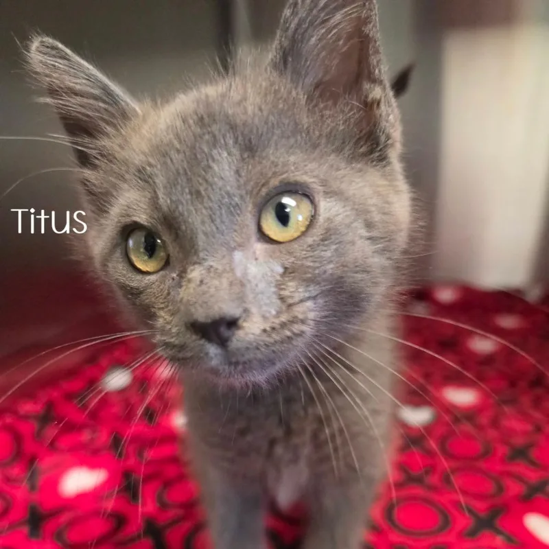 Titus thumbnail 3