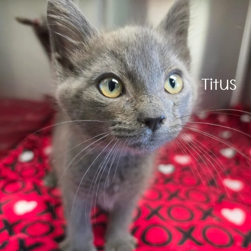 Titus thumbnail 4