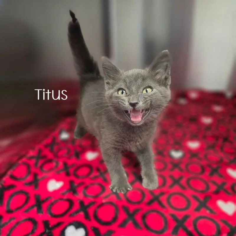 Titus thumbnail 5