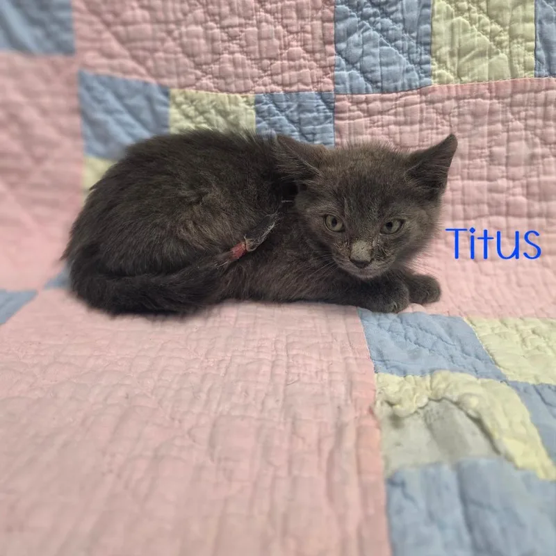 Titus thumbnail 6