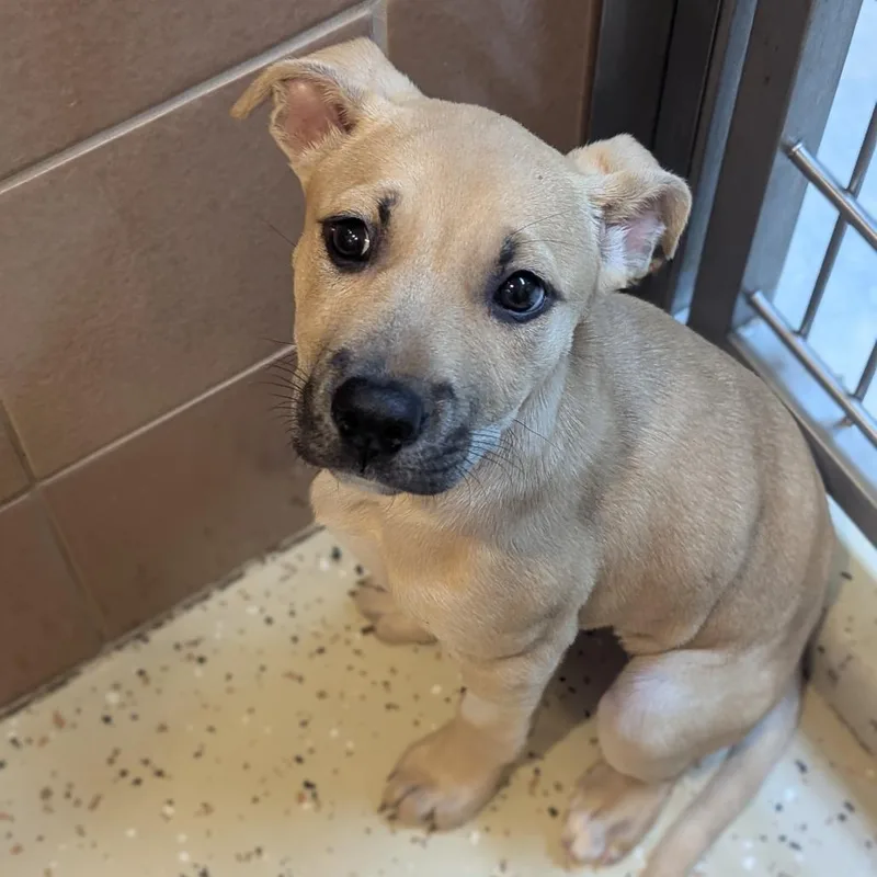 A young medium-sized female Mixed Breed dog named Acadia for adoption in Fenton, MI