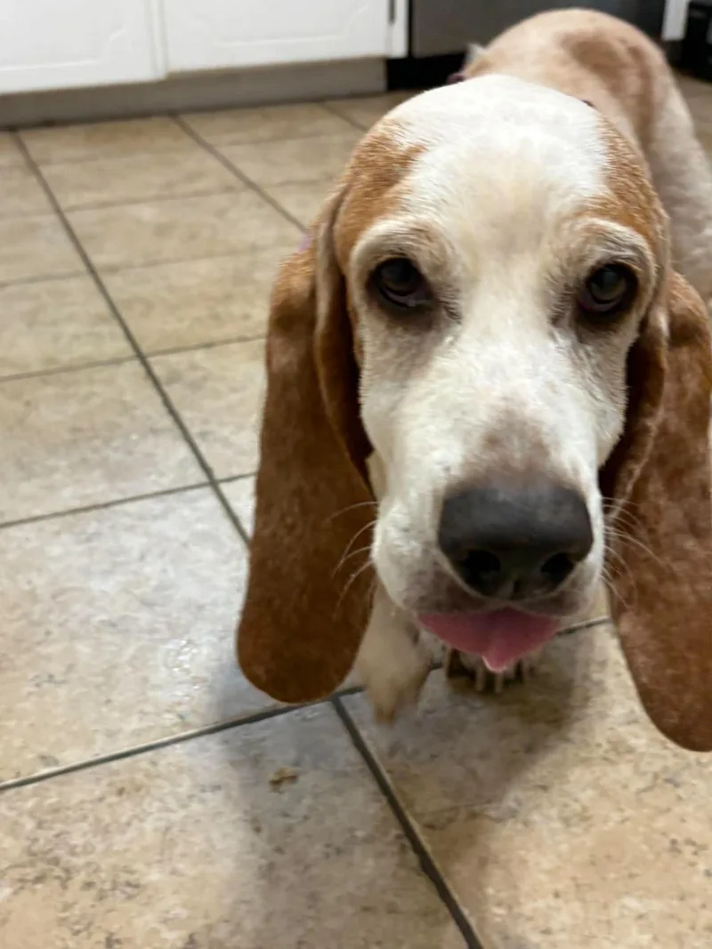 An adult medium-sized female Basset Hound dog named Ellie Bells for adoption in TULSA, OK