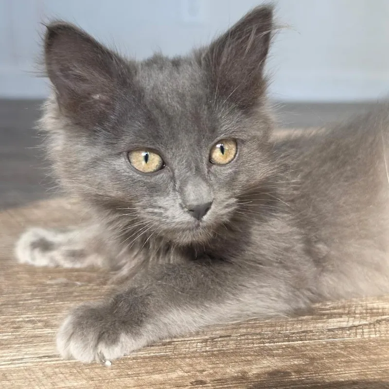 A baby medium-sized male Gray / Blue / Silver Domestic Long Hair cat named Orphan Andy for adoption in Pendleton, OR