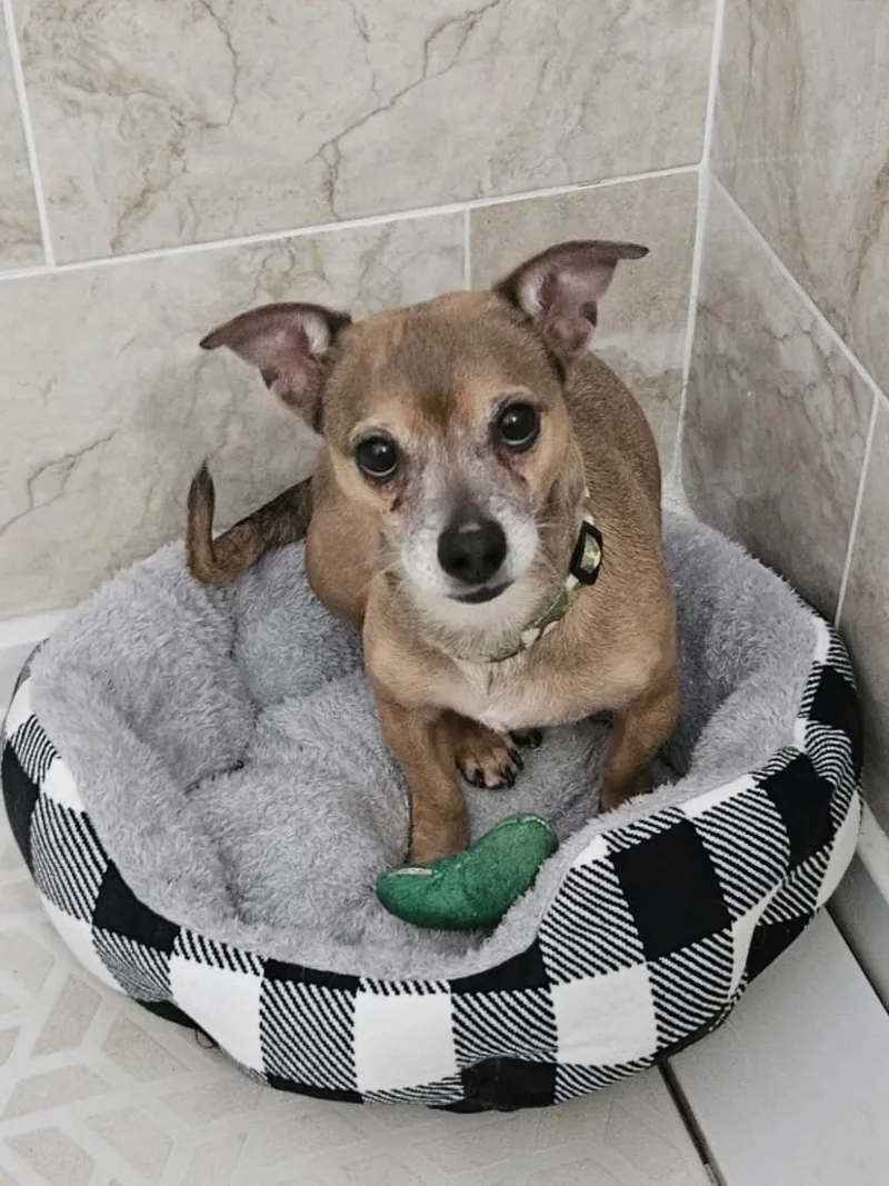 An adult small-sized male Chihuahua dog named Grayson for adoption in Phoenix , AZ