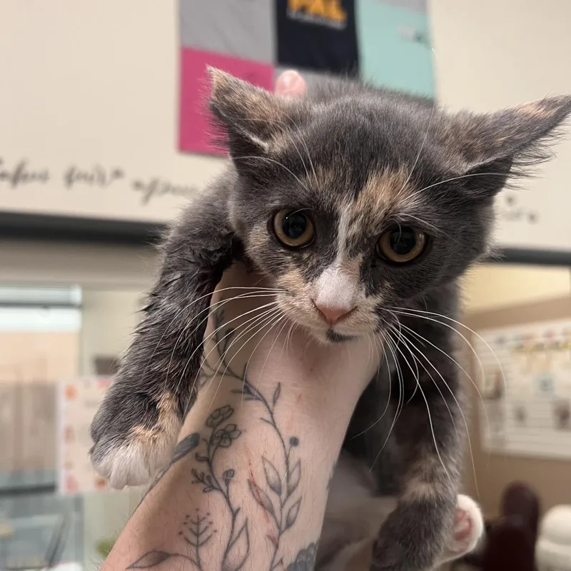 A baby small-sized female Tortoiseshell Domestic Short Hair cat named Brioche for adoption in Las Vegas, NV