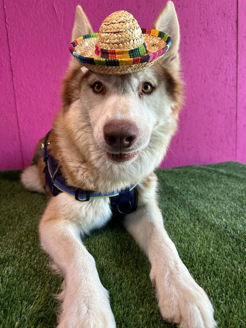 A young medium-sized male Red / Chestnut / Orange Siberian Husky dog named Tobby for adoption in Carlsbad, CA