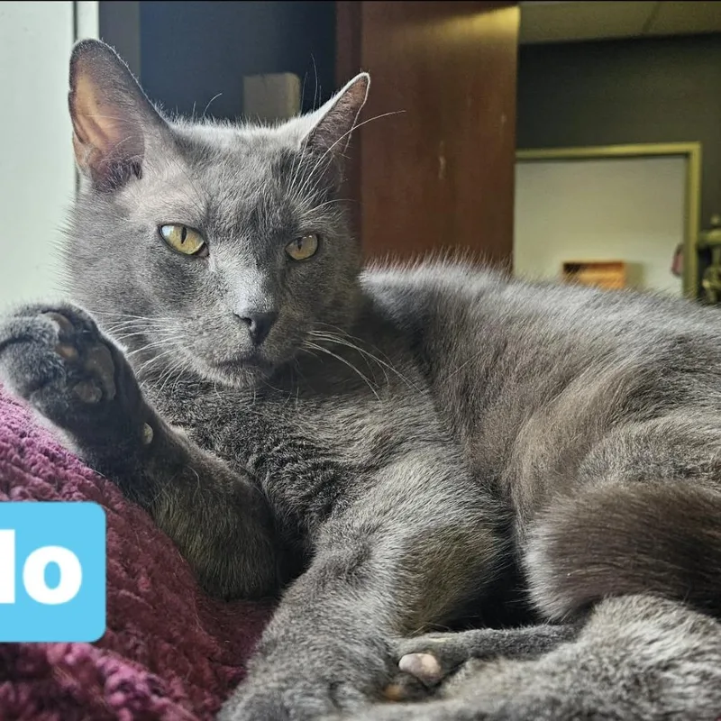 An adult extra large-sized male Gray / Blue / Silver Domestic Medium Hair cat named Pablo for adoption in Novelty, OH