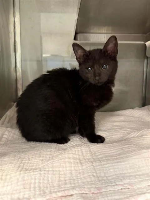 A baby small-sized female Domestic Short Hair cat named Mare for adoption in Baytown, TX