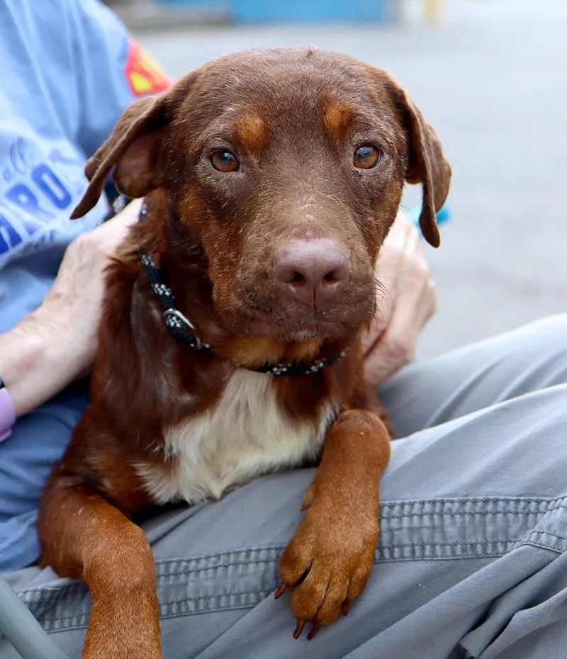 A young medium-sized male Terrier dog named Apple Pie for adoption in Kansas City, KS