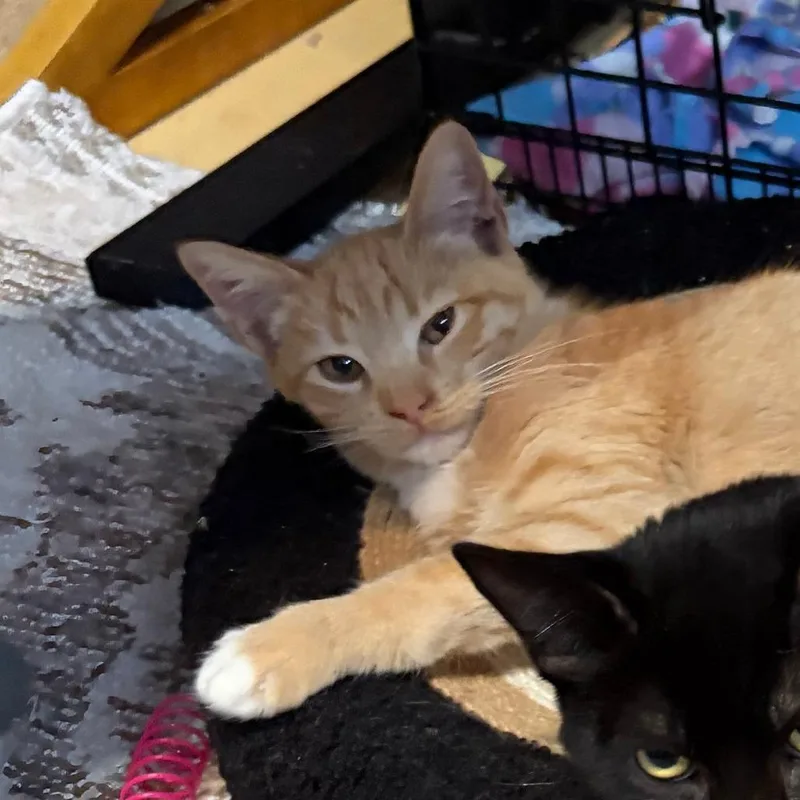 A baby small-sized female Orange / Red Domestic Short Hair cat named Jolie for adoption in Pleasanton, CA
