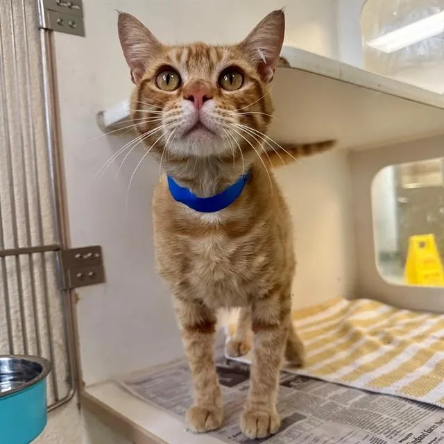 A young small-sized male Domestic Short Hair cat named Garfield for adoption in Riverside, CA