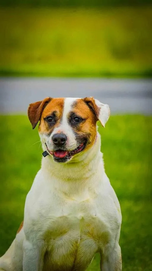 An adult large-sized male White / Cream Mixed Breed dog named Charlie for adoption in Kenton, OH