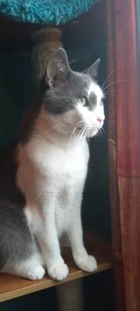 Tiny Tim thumbnail 3