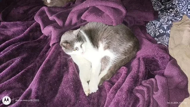 Tiny Tim thumbnail 4