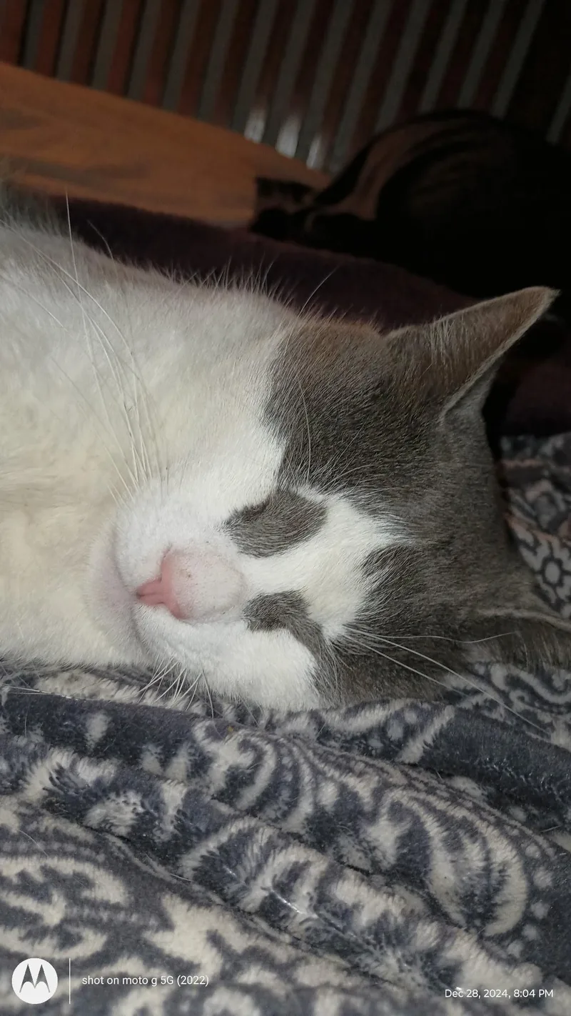 Tiny Tim thumbnail 5