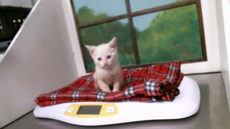 A baby small-sized female Domestic Short Hair cat named Rosa for adoption in Houston, TX