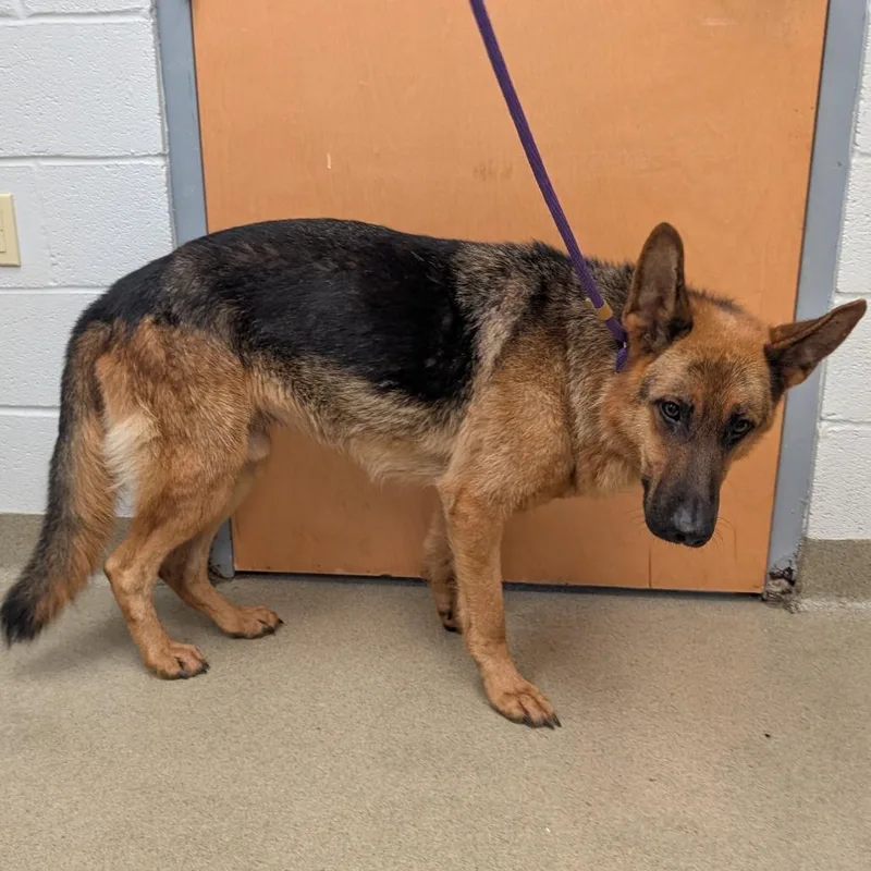An adult large-sized male Sable German Shepherd Dog dog named David Rose for adoption in Birdsboro, PA