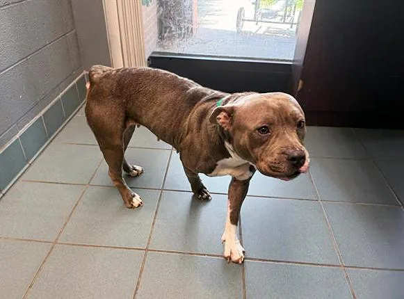 An adult medium-sized female Gray / Blue / Silver Mixed Breed dog named Velma for adoption in Nashville, TN