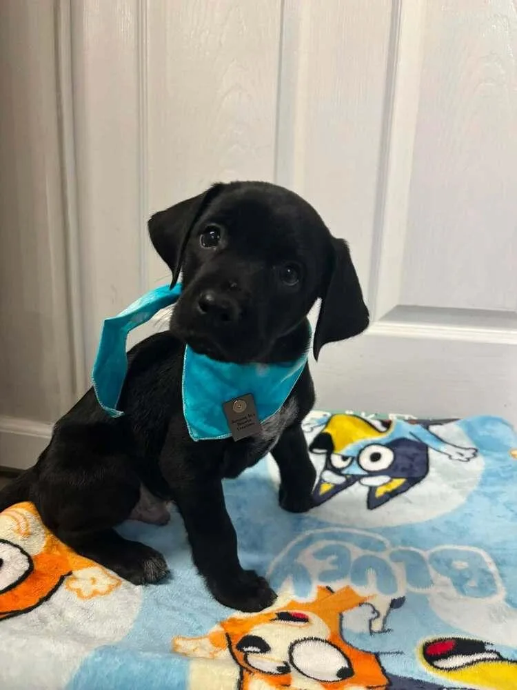 A baby medium-sized male Black Mixed Breed dog named Jetson for adoption in Dorr, MI