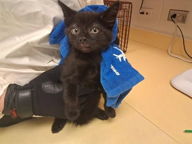 A baby small-sized male Domestic Short Hair cat named Popsicle for adoption in Colorado Springs, CO