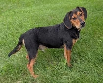 A young medium-sized male Beagle dog named Raphael for adoption in Baraboo, WI