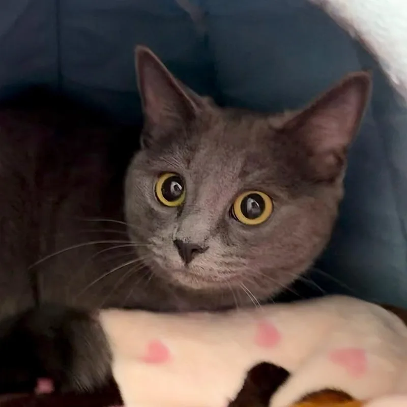 A young small-sized female Domestic Short Hair cat named Kiki for adoption in State College, PA