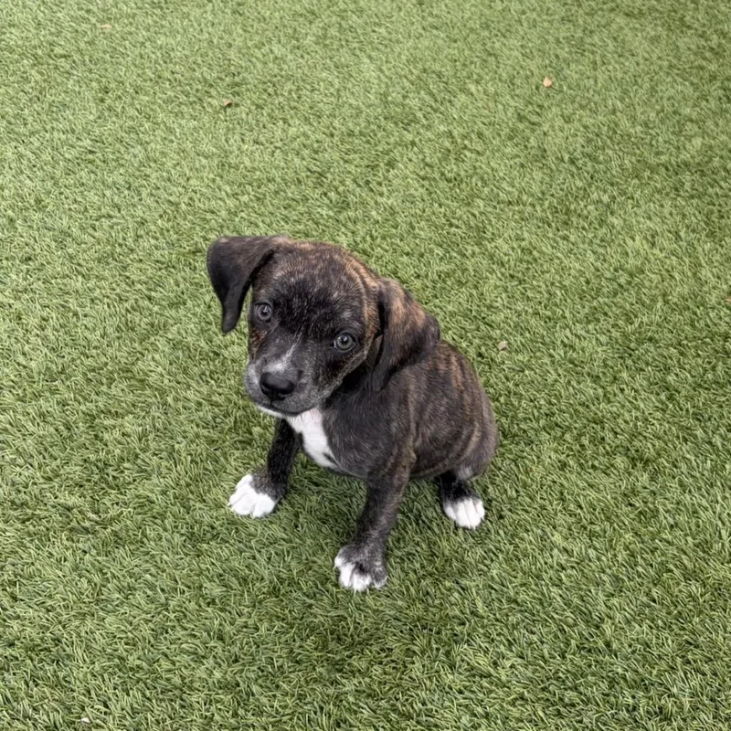 A baby small-sized female Terrier dog named Witches Brew for adoption in LOXAHATCHEE, FL