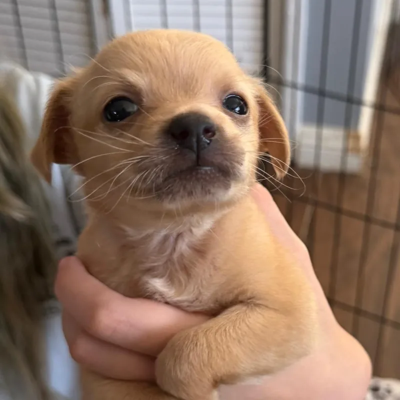 A baby small-sized male Yellow / Tan / Blond / Fawn Chihuahua dog named Bubba for adoption in Las Vegas, NV