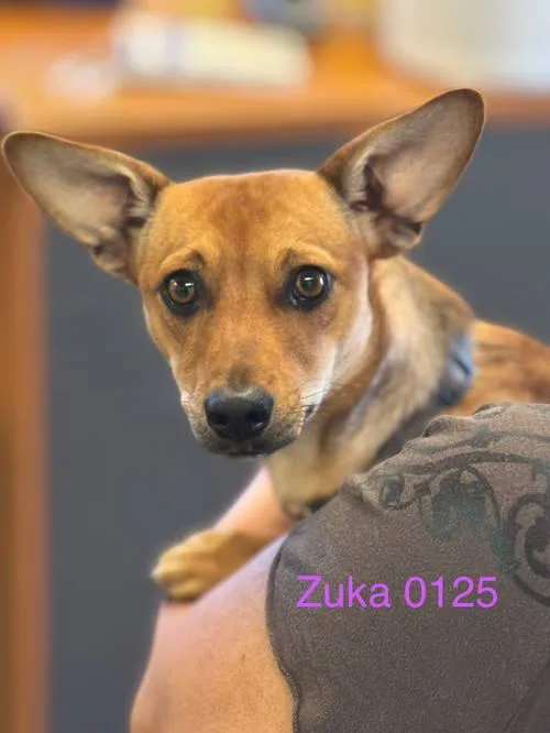 An adult small-sized female Sable Chihuahua dog named Zuka for adoption in Sonora, CA
