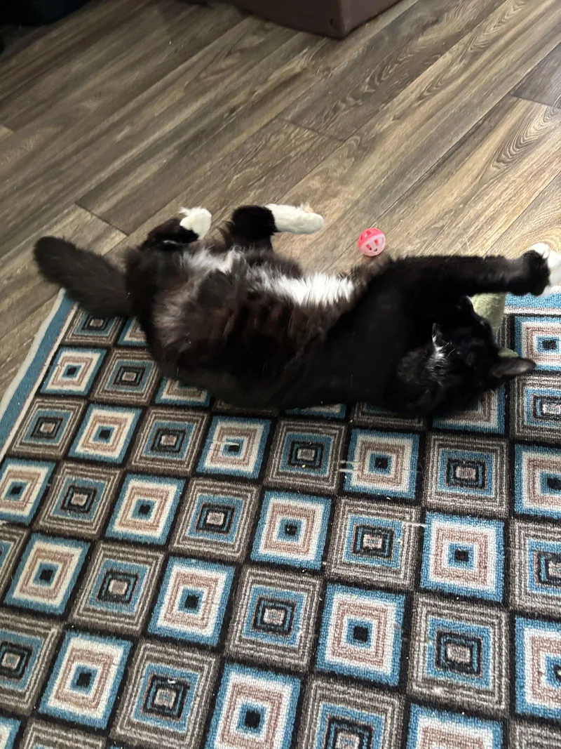 Germaine thumbnail 3