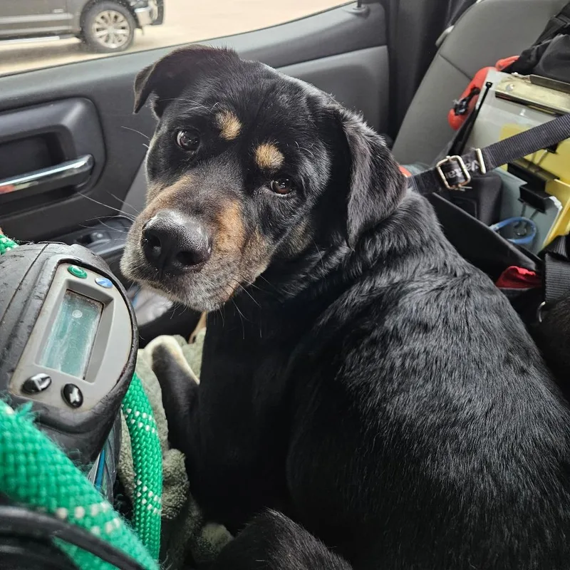 An adult medium-sized female Black Rottweiler dog named Storm for adoption in Lake Jackson, TX
