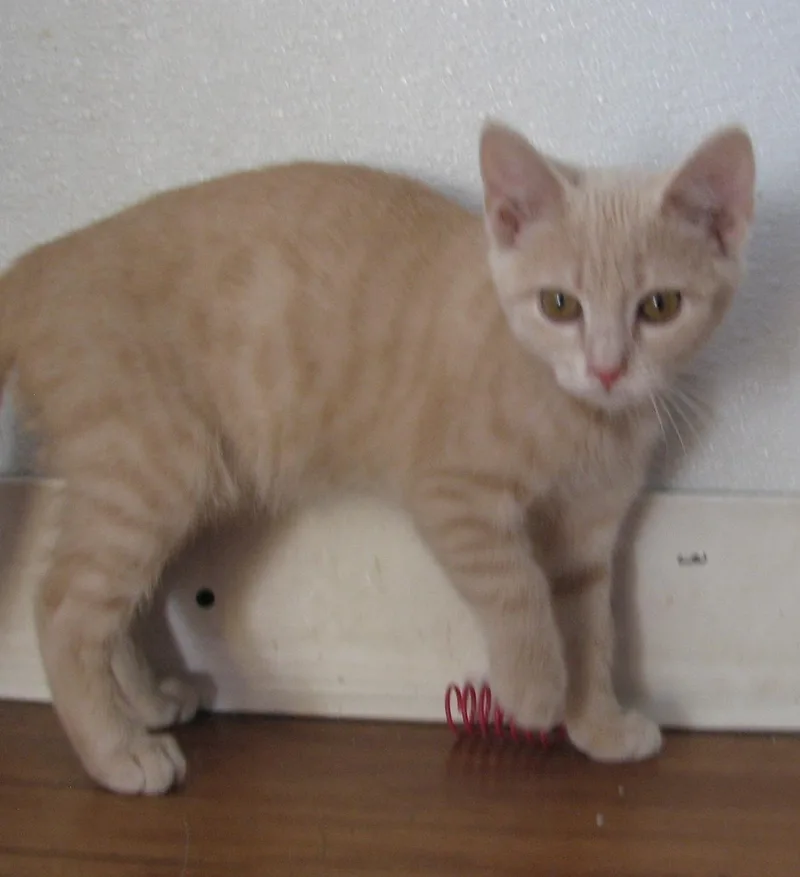 Churro thumbnail 2