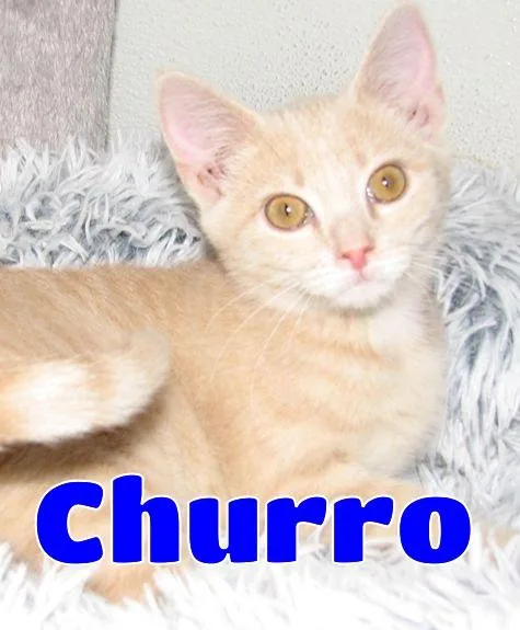 Churro thumbnail 4