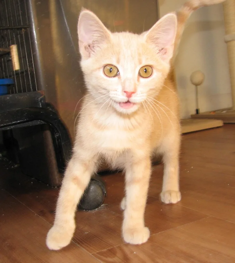 Churro thumbnail 5