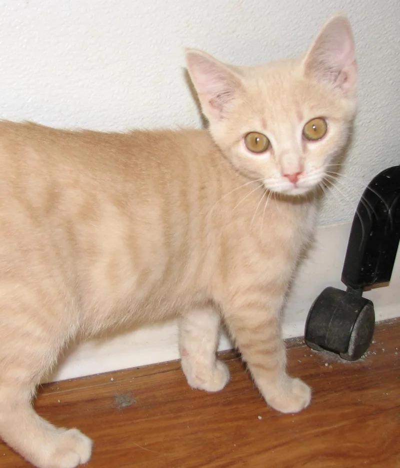 Churro thumbnail 6