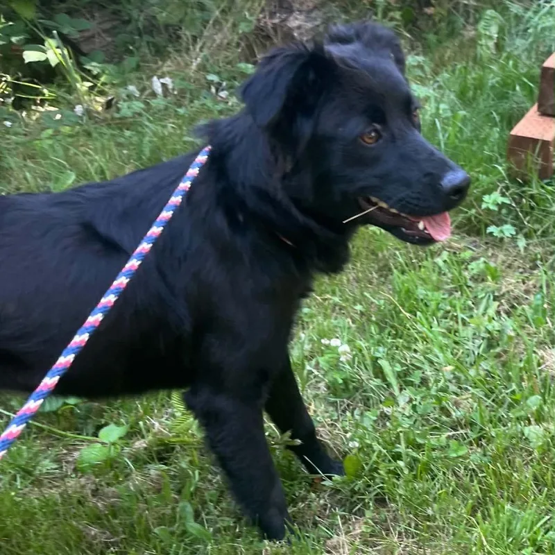 An adult medium-sized female Black Labrador Retriever dog named Sony for adoption in Graham, WA