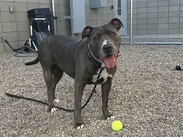 An adult large-sized female Pit Bull Terrier dog named Chewie for adoption in Mesa, AZ