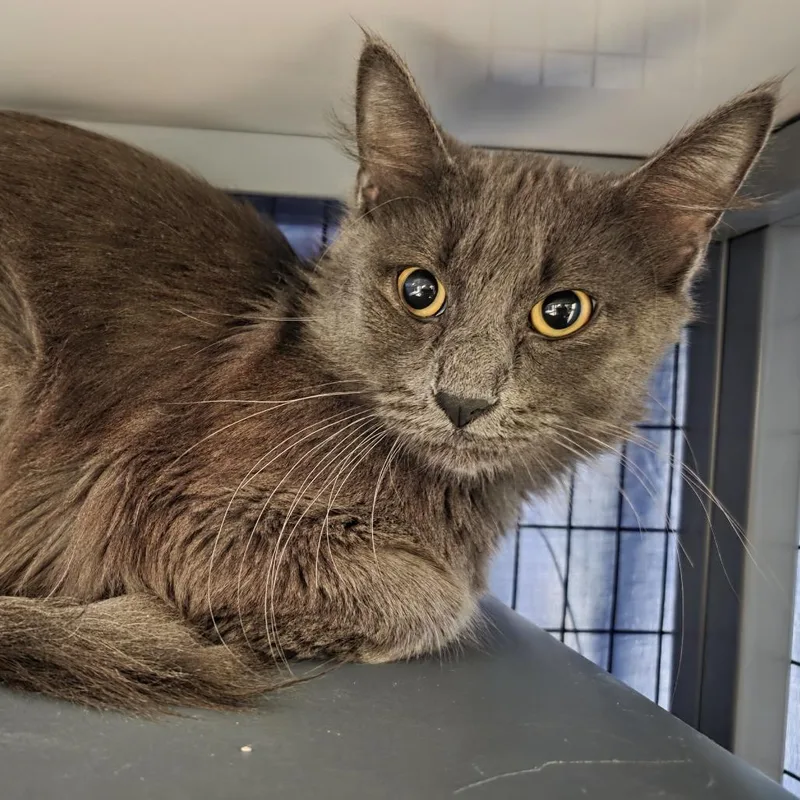 An adult medium-sized male Domestic Medium Hair cat named Cheese Curd for adoption in Oshkosh, WI
