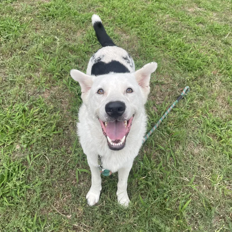 Elvis