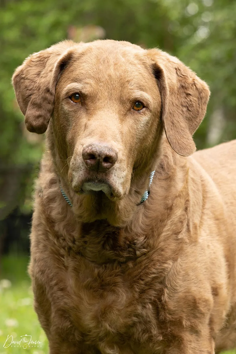 A senior medium-sized male Brown / Chocolate Chesapeake Bay Retriever dog named Ben for adoption in Anchorage, AK