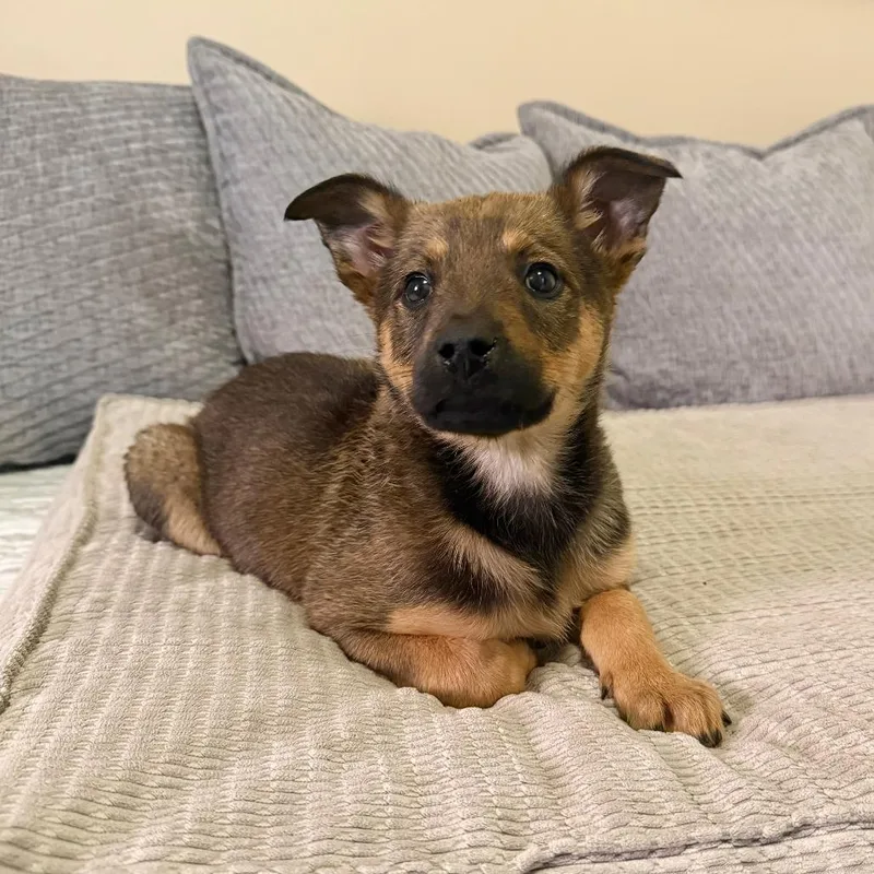 A baby small-sized female Brown / Chocolate Shepherd dog named Ariana for adoption in Agoura Hills, CA