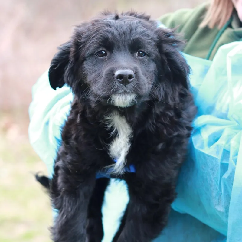 Ct Curly thumbnail 2